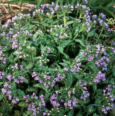 Pulmonaria saccharata Mrs Moon