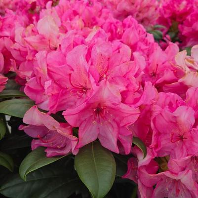 Rhododendron Holden's Fuchsia