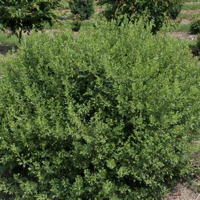 Rhus aromatica Lacette&trade;