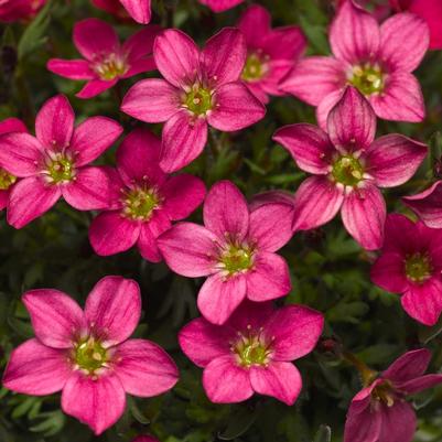 Saxifraga x arendsii Alpino Early&trade; Carnival
