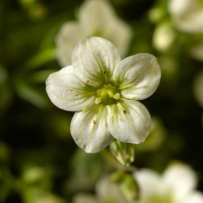 Saxifraga x arendsii Alpino Early&trade; Lime
