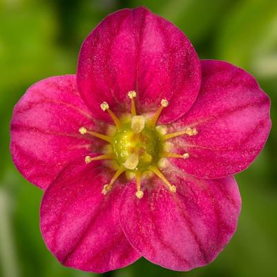 Saxifraga x arendsii Alpino Early&trade; Rose
