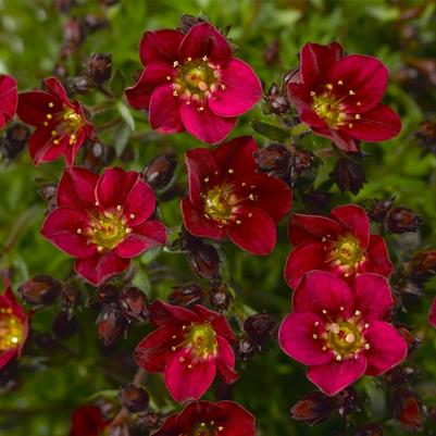 Saxifraga x arendsii Touran&trade; Deep Red Imp