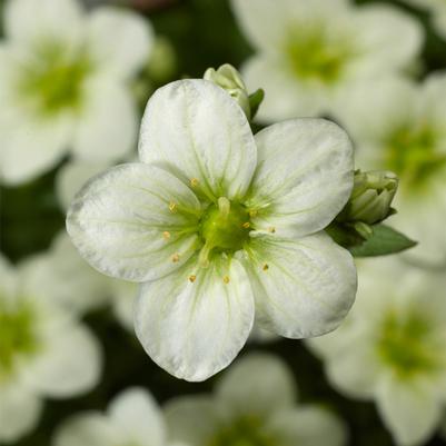 Saxifraga x arendsii Touran&trade; White