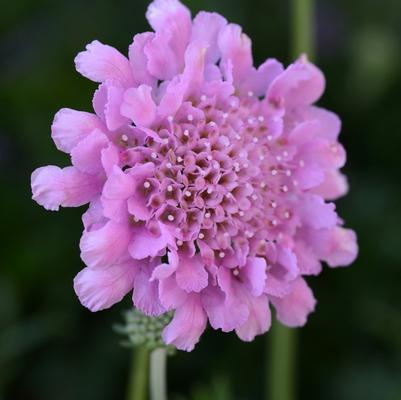 Scabiosa columbaria Flutter&trade; Rose Pink