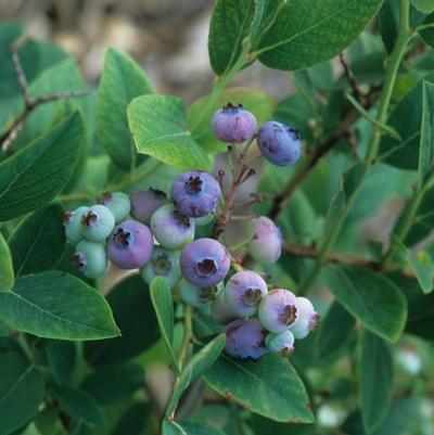 Vaccinium corymbosum Elliott