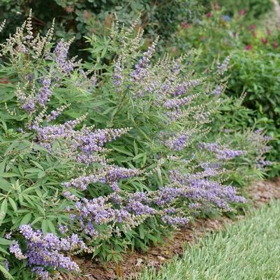 Vitex agnus-castus Rock Steady&reg;