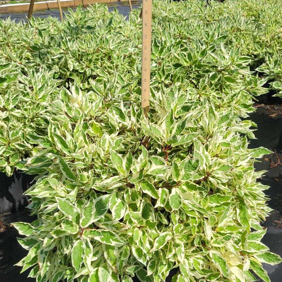 Cornus alba Ivory Halo&reg;