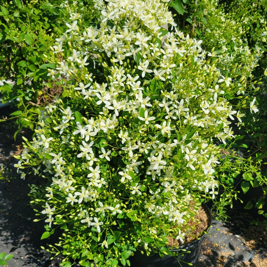 Clematis paniculata 