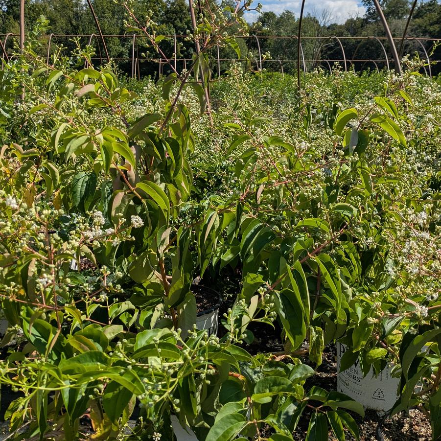 Heptacodium miconioides Temple of Bloom&reg;