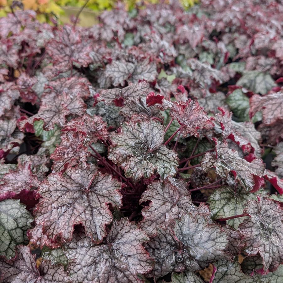Heuchera Amethyst Myst