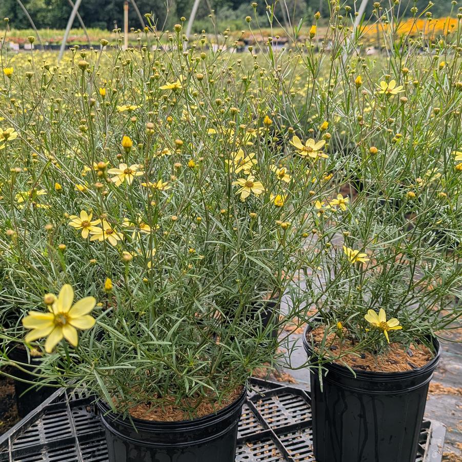 Coreopsis verticillata Moonbeam