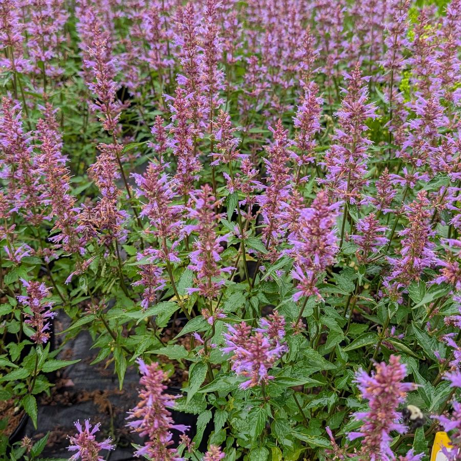 Agastache Purple Haze