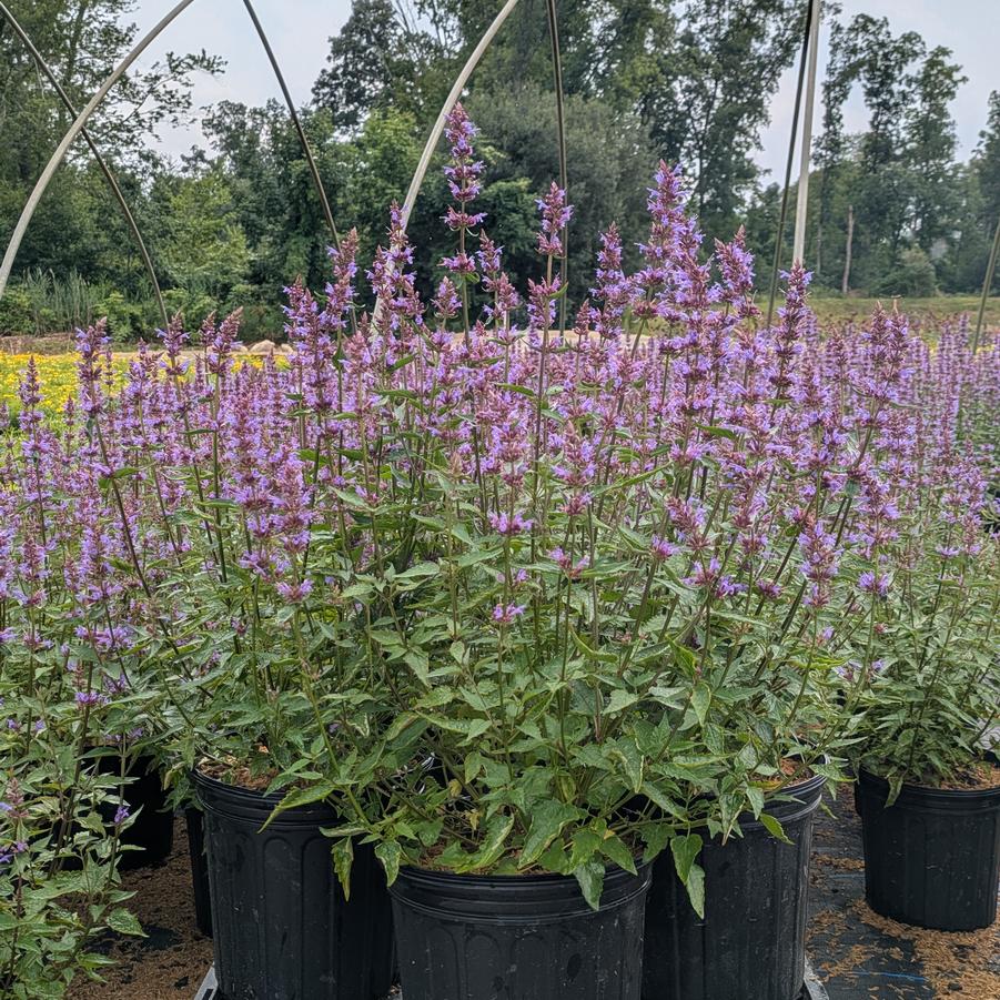 Agastache Purple Haze