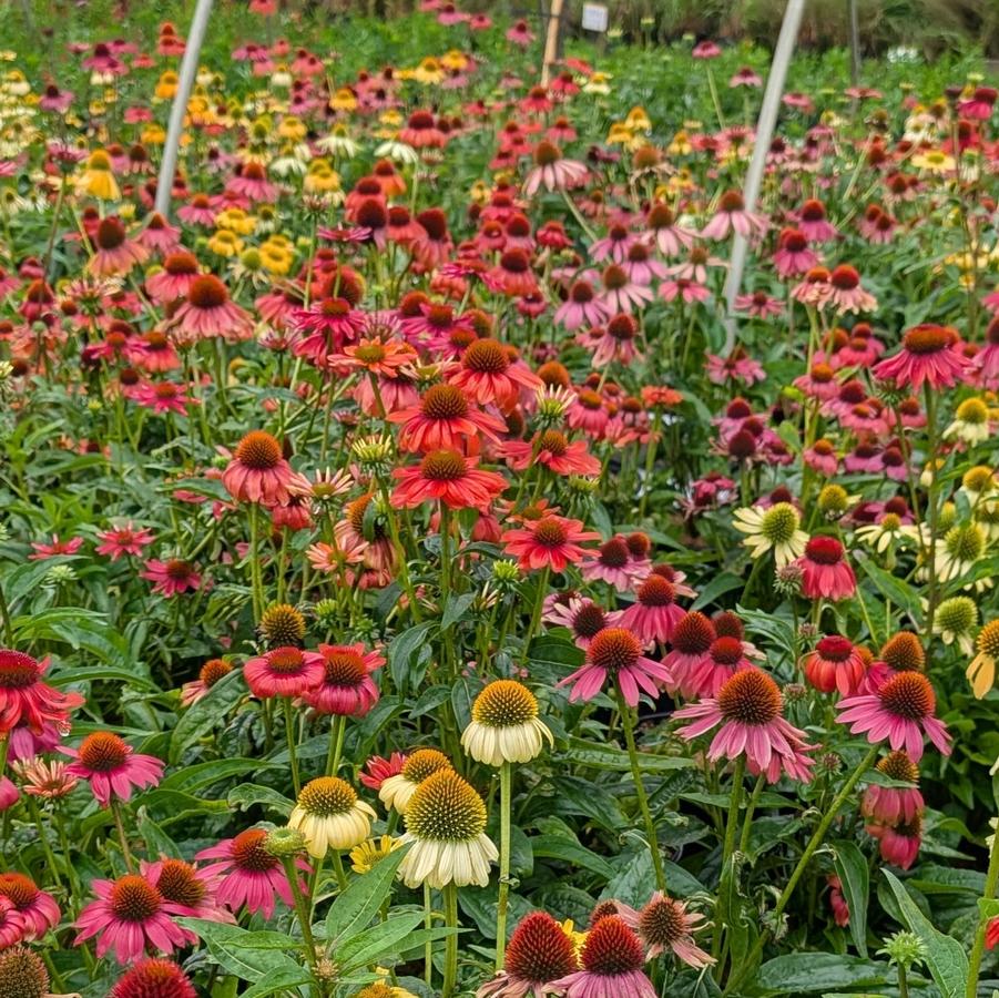 Echinacea Cheyenne Spirit