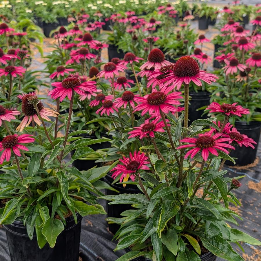 Echinacea Dark Shadows&trade; Wicked