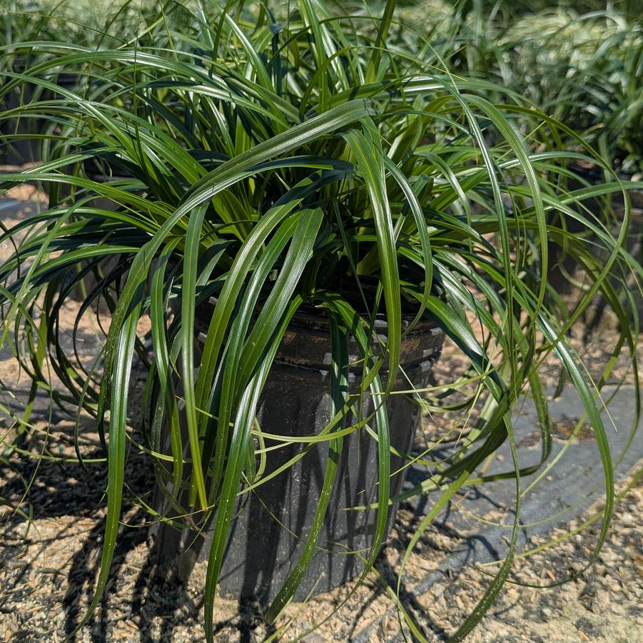 Carex oshimensis Ribbon Falls