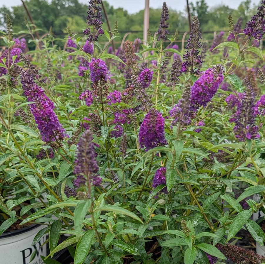 Buddleia 'Darkest Night® PPAF' 