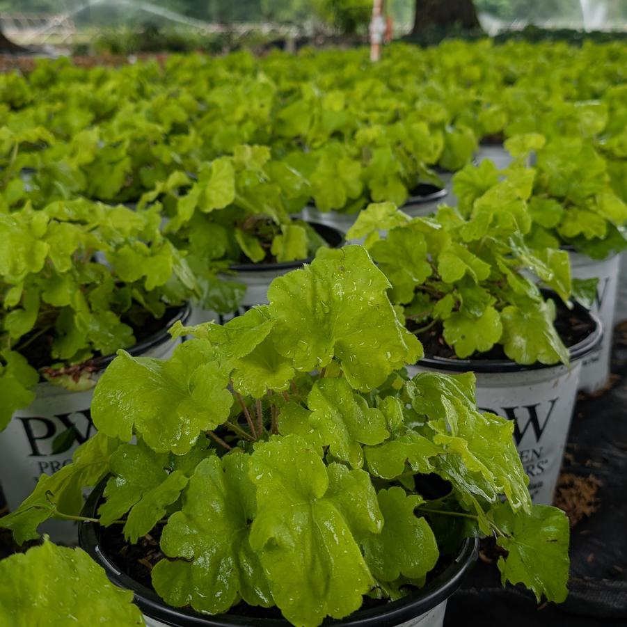 Heuchera Lime Marmalade