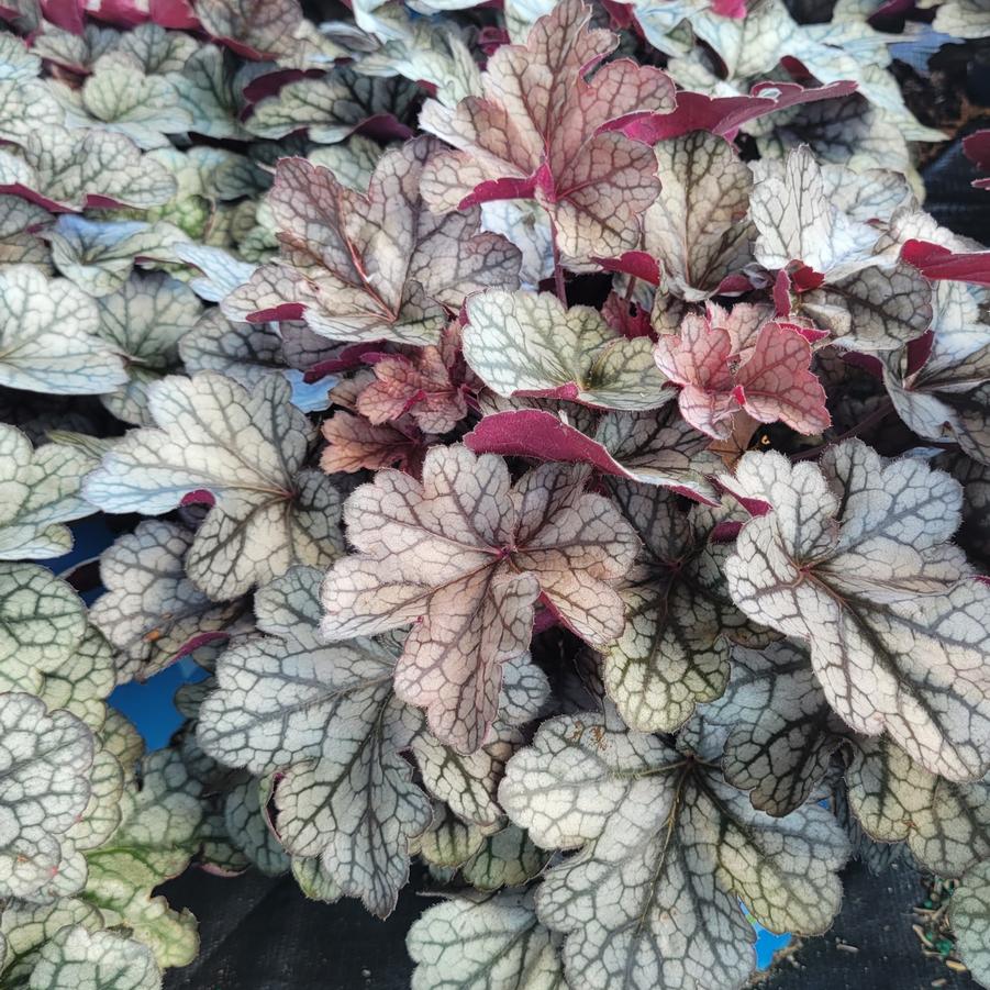 Heuchera Spice Curls™
