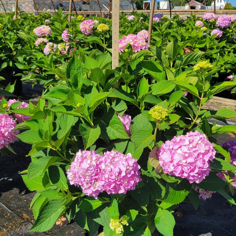 Hydrangea macrophylla Endless Summer&reg