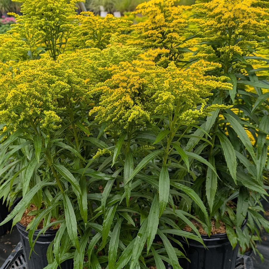 Solidago 'Spark Plug™' 