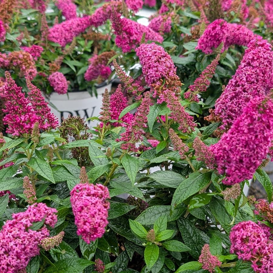 Buddleia Pugster Pico Punch&trade;