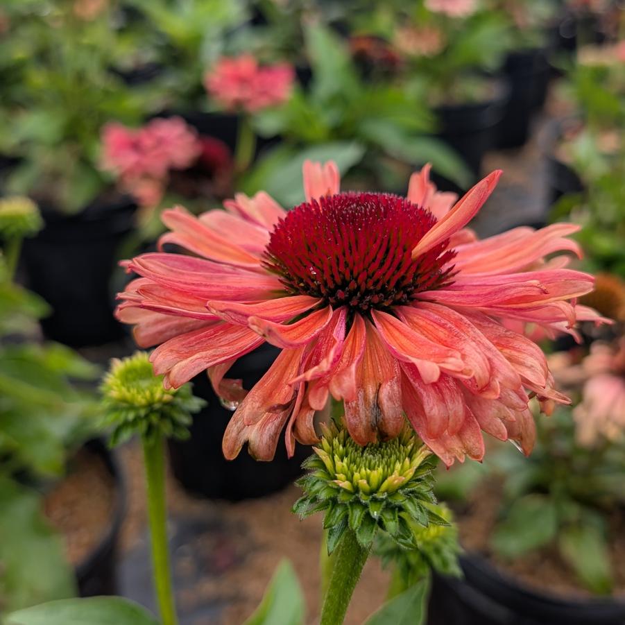 Echinacea Fresco&reg; Apricot