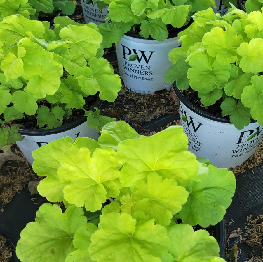 Heuchera Primo&reg; Pistachio Ambrosia