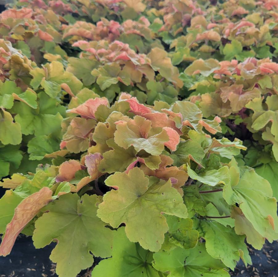 Heuchera Caramel