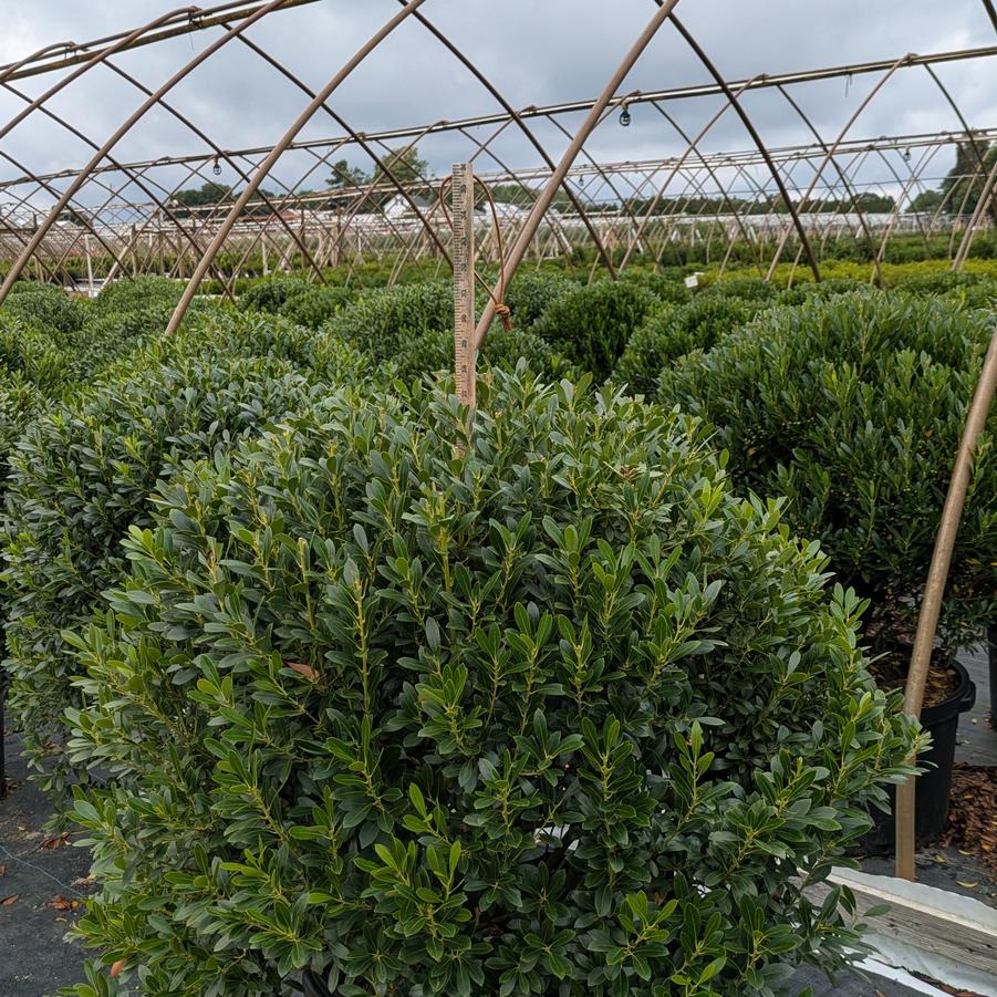 Ilex glabra Shamrock