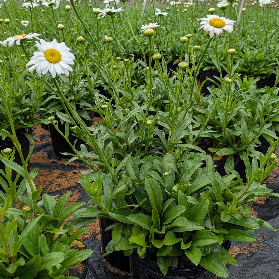 Leucanthemum x superbum Becky