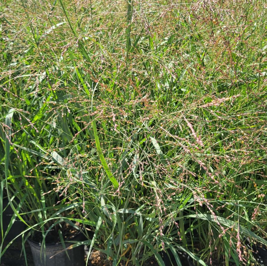 Panicum virgatum Heavy Metal