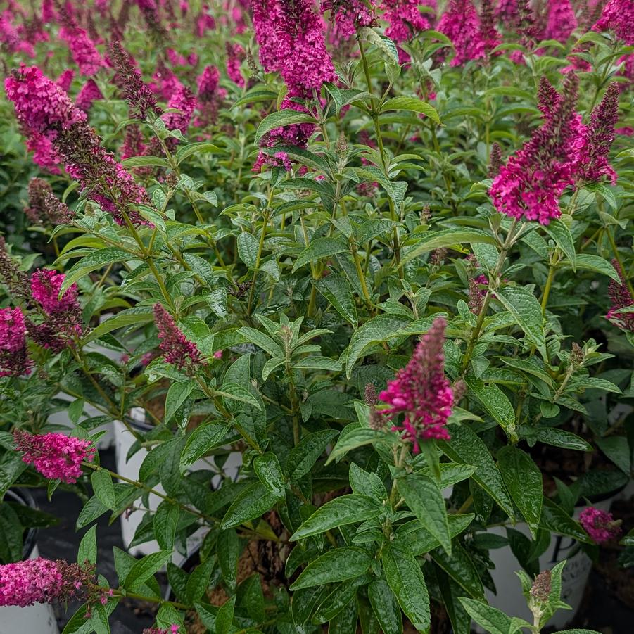 Buddleia Miss Molly
