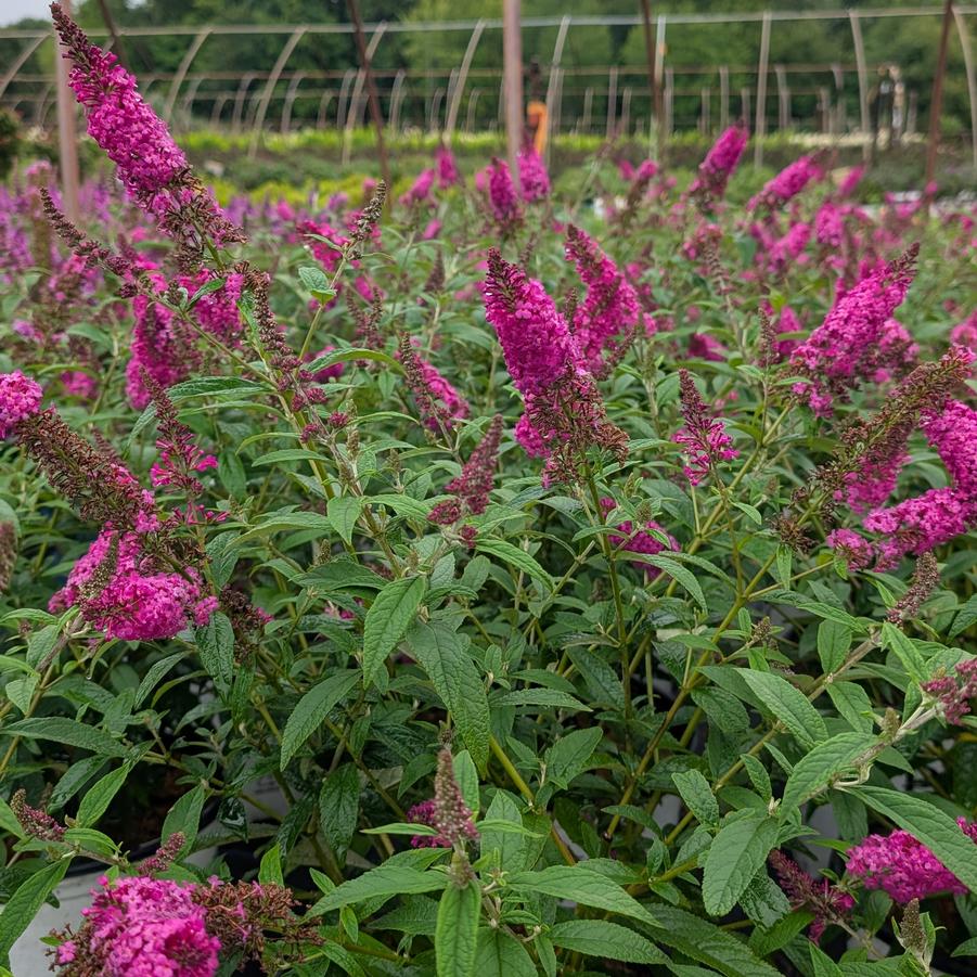 Buddleia Miss Ruby
