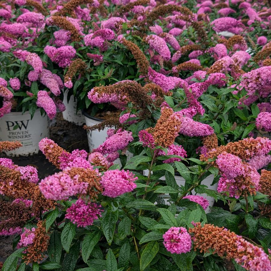 Buddleia Pugster Pinker&reg;