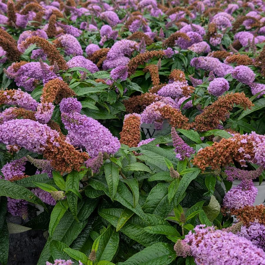 Buddleia Pugster&reg; Amethyst