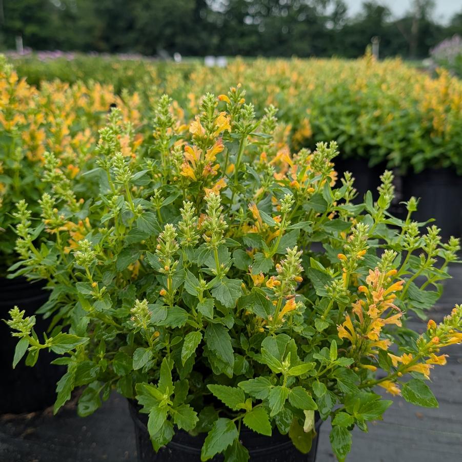 Agastache Poquito&trade; Butter Yellow