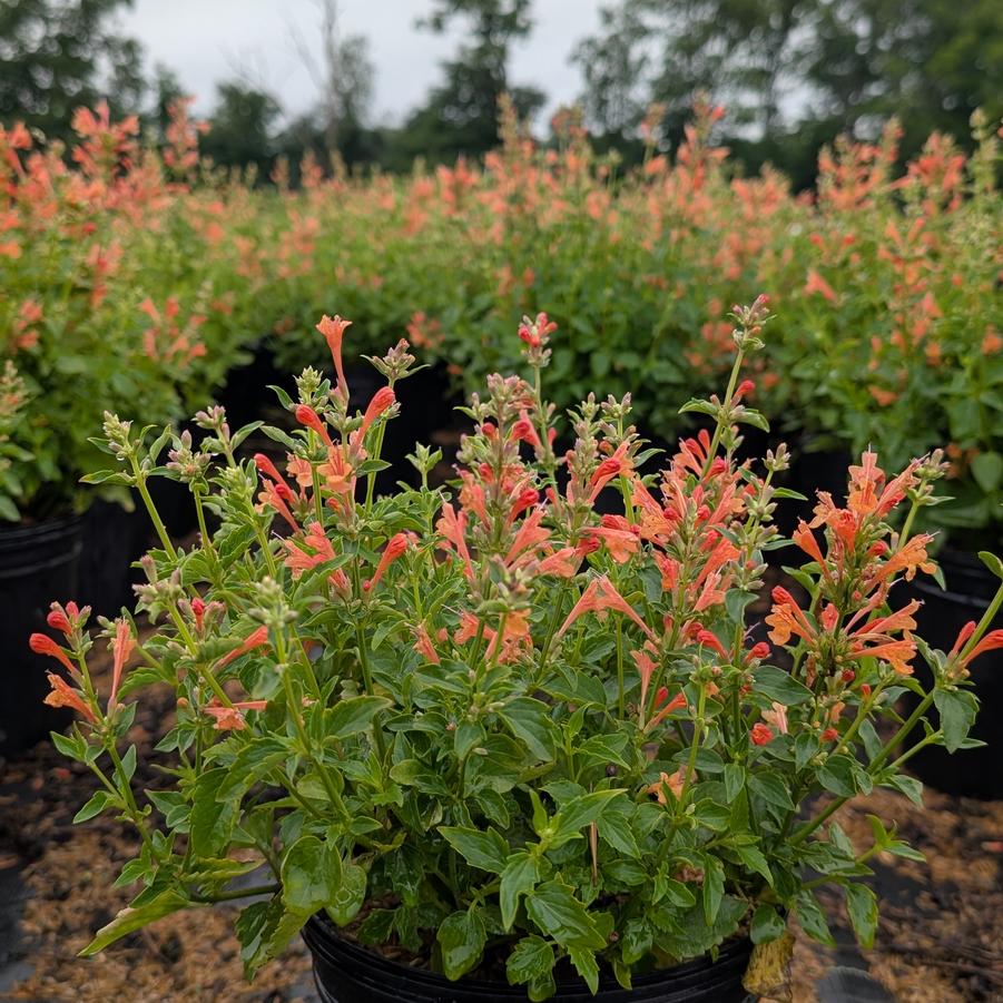Agastache Poquito&trade; Orange