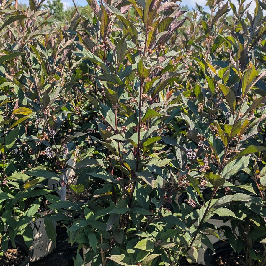 Callicarpa Pearl Glam