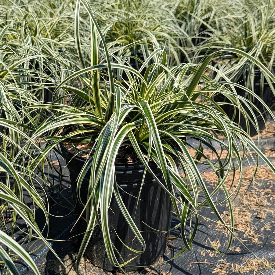Carex oshimensis Feather Falls&trade;