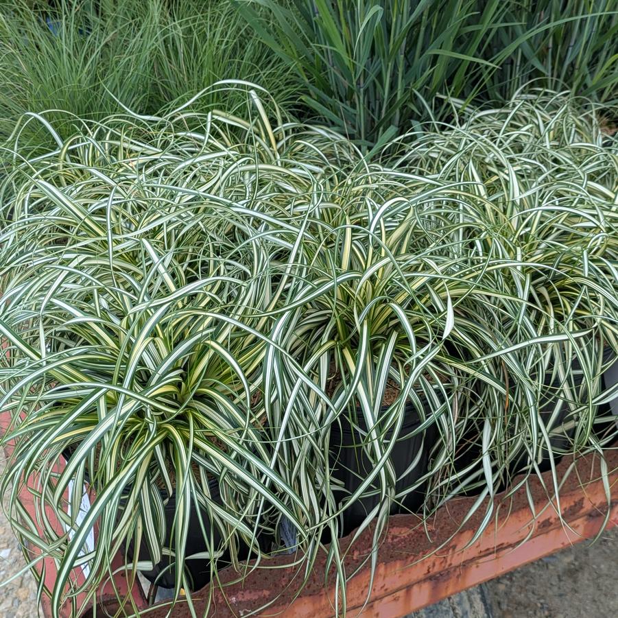 Carex Moon Falls