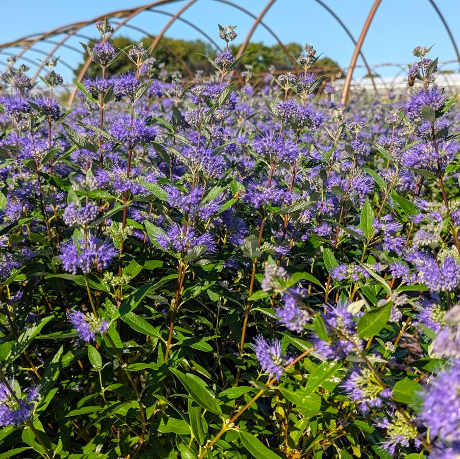 Caryopteris x clandonensis Dark Knight