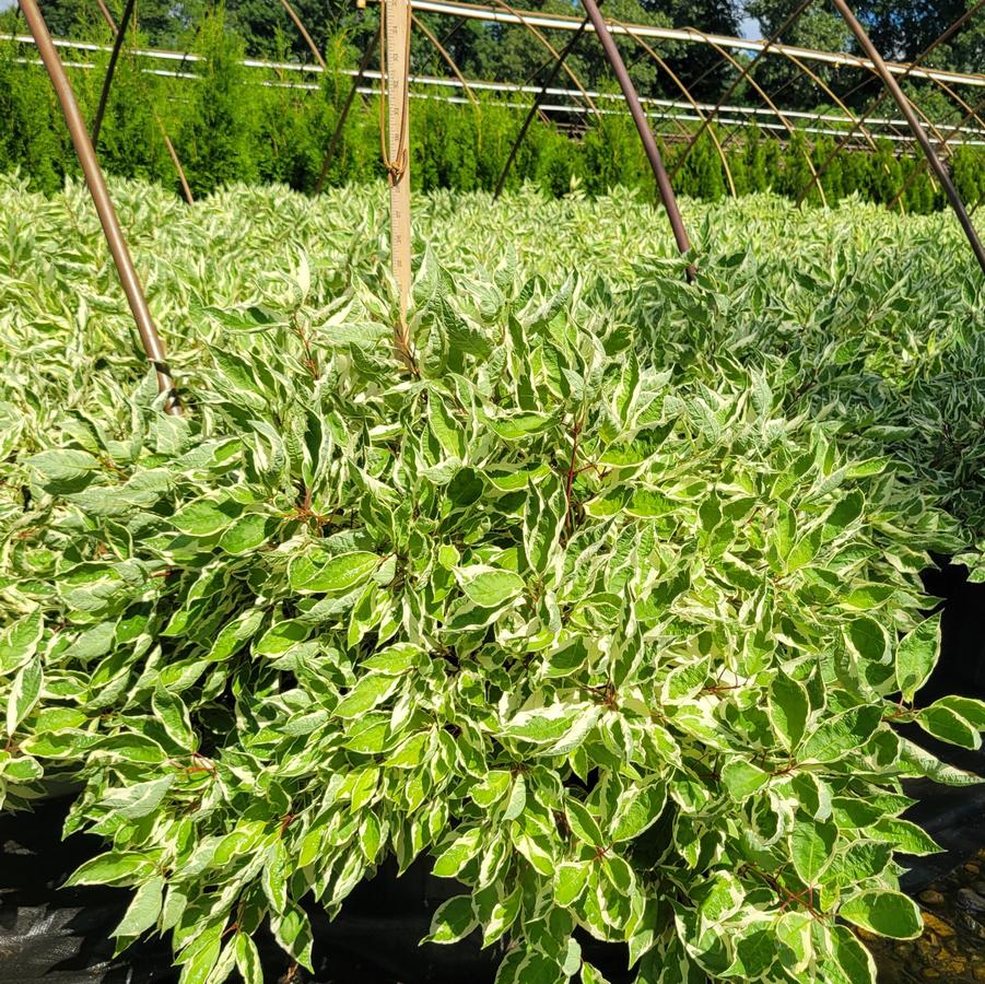 Cornus alba Ivory Halo&reg;